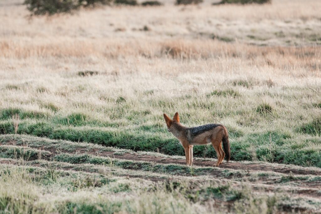 Whether it's a pet or a wild animal like this jackal standing in a field, knowing what to do if an animal harms you is important. 