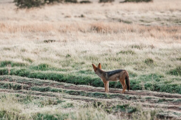 Whether it's a pet or a wild animal like this jackal standing in a field, knowing what to do if an animal harms you is important.
