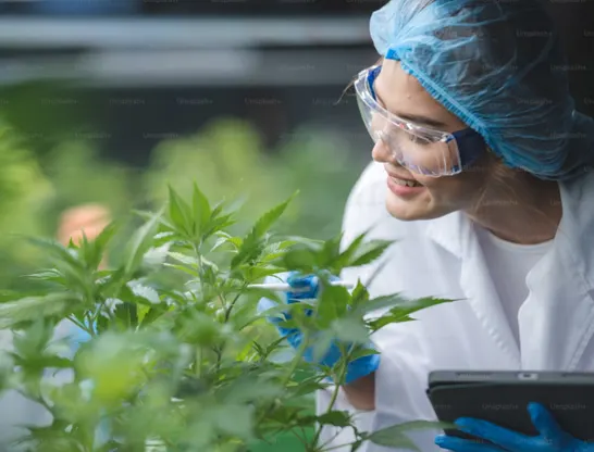 A smiling woman working with a hemp plant that is used to make CBD for women.