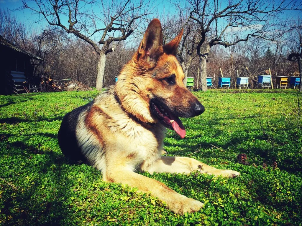 Reasons to Consider an Invisible Fence for Your German Shepherd or Other  Dog - Bullock's Buzz