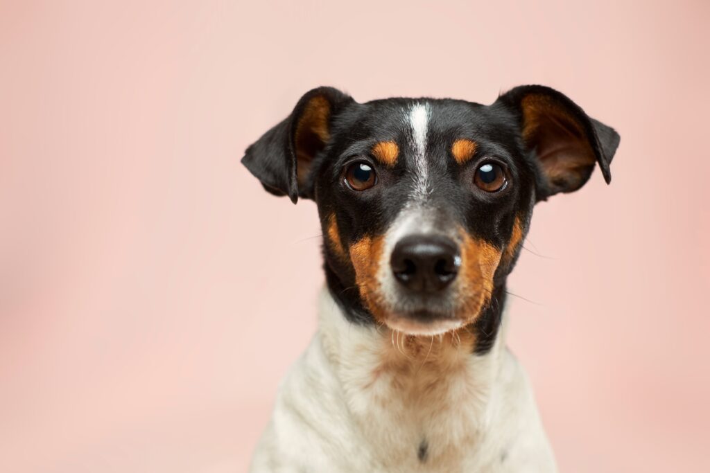 A short-haired brown and white pup looking directly into the camera. Keep your pup healthy by considering a raw food diet for dogs.