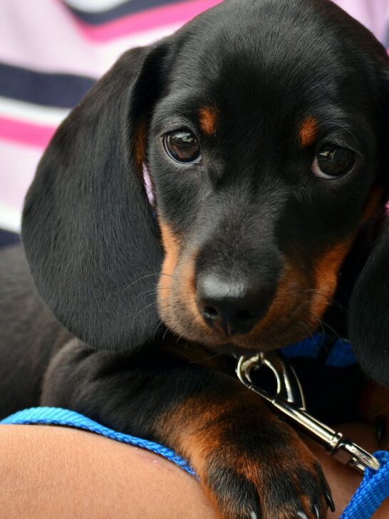 A black and tan puppy with a collar and leash. Behavior and breed are some things to consider when choosing the perfect puppy.