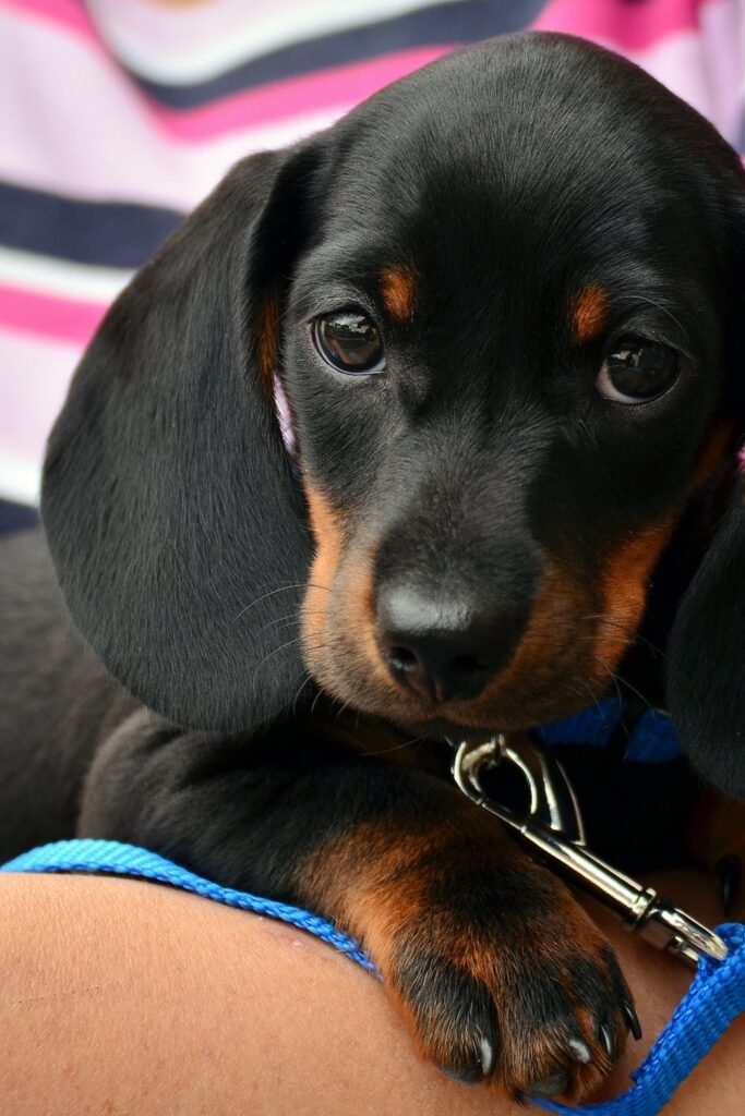 A black and tan puppy with a collar and leash. Behavior and breed are some things to consider when choosing the perfect puppy for your family.