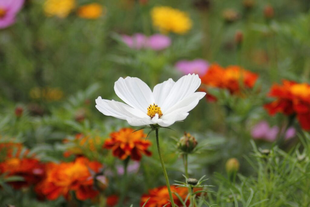 A closeup image of a flower in a wildflower garden