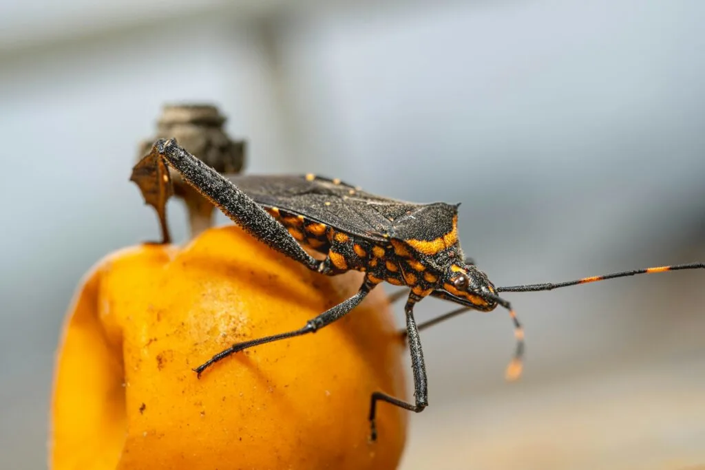 Identifying the type of pest you have, like this stink bug sitting on an orange peel, is an important step towards finding the right pest control service.