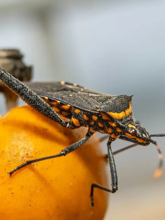 Identifying the type of pest you have, like this stink bug sitting on an orange peel, is an important step towards finding the right pest control service.