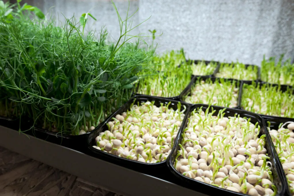Gardening kits with seedlings growing and sprouting