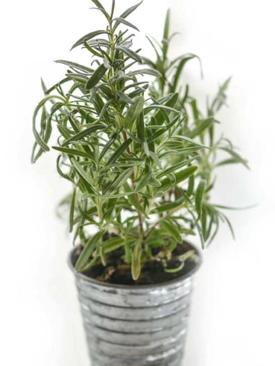 Growing rosemary in an aluminum planter.