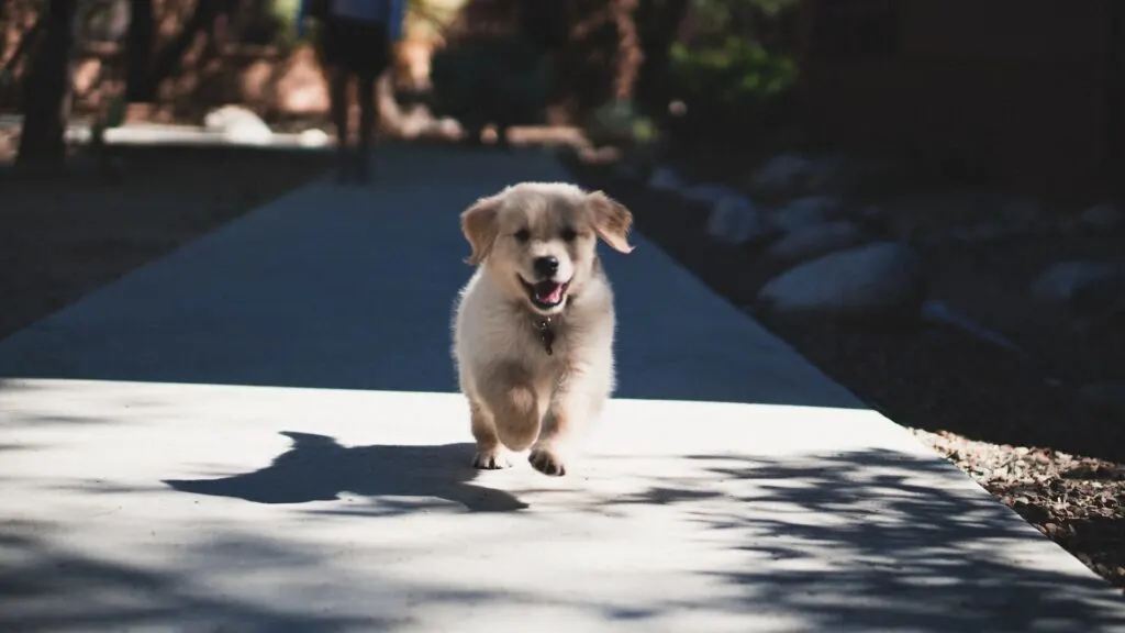 A cream colored puppy running down a sidewalk