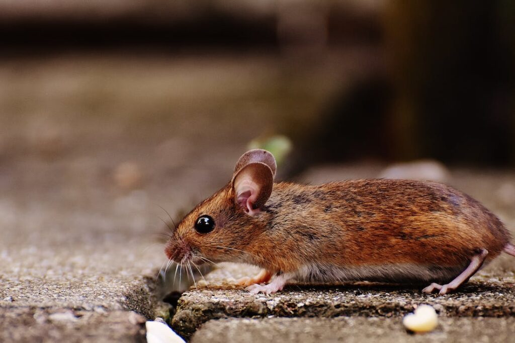 A mouse on the sidewalk