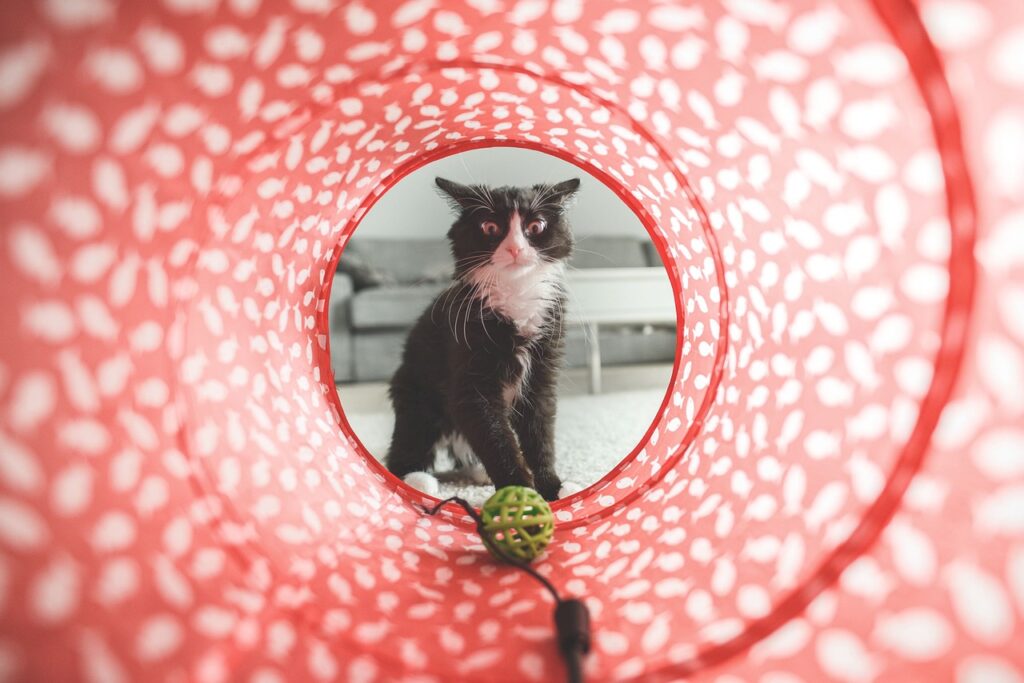 A kitten focusing on a toy inside a cat tunnel. Play is an important part of preventing common health problems in cats,