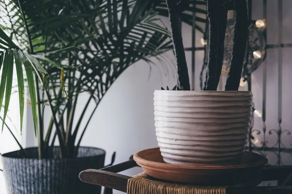 Adding plants like these are one simple way to improve your home's indoor air quality.