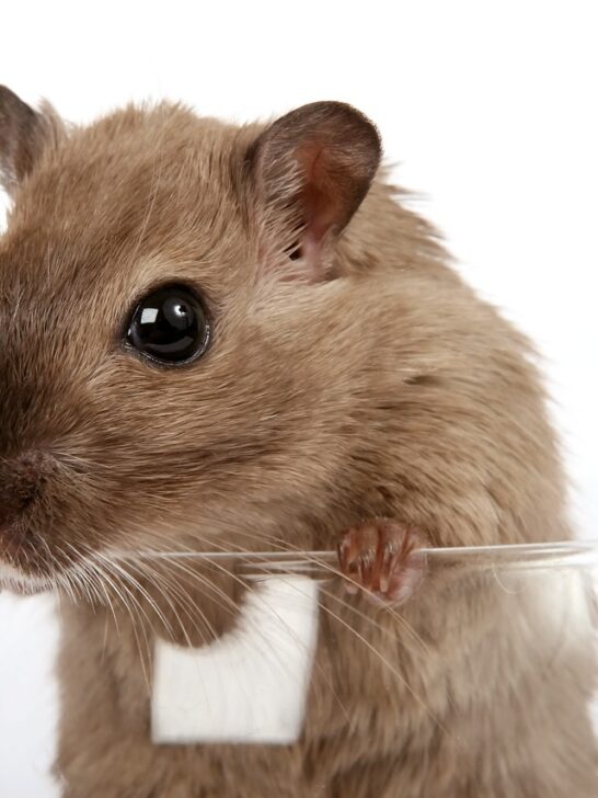 A mouse peeking over the edge of the glass he is in. The tips in the article will teach you how to identify signs of pest infestations in your apartment.