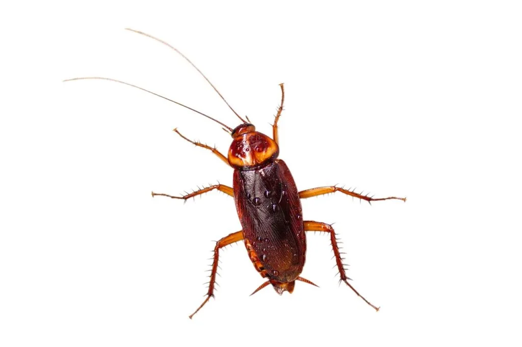 Roaches like this one are a common cause of pest problems