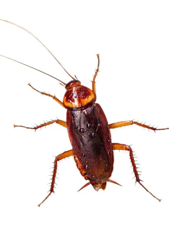 Roaches like this one are a common cause of pest problems