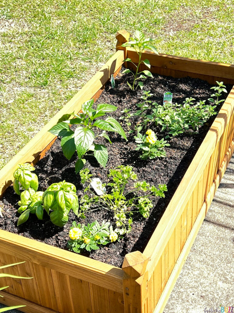 Yaheetech Raised Garden Bed right after planting herbs and vegetables in them