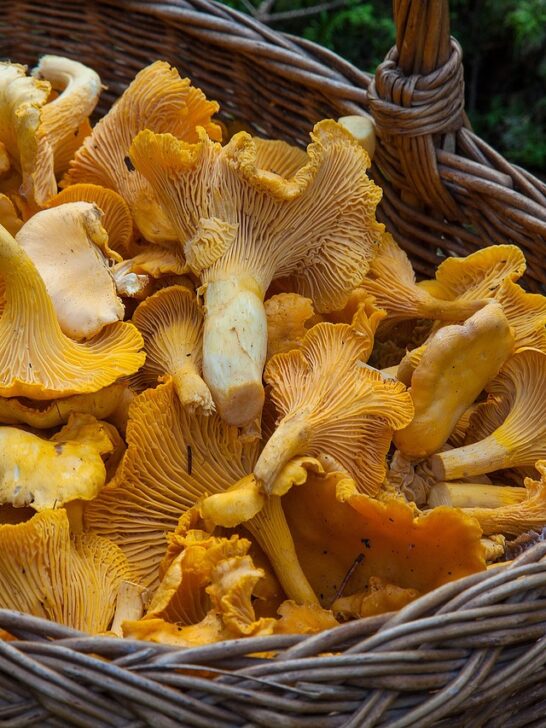 A basket filled with functional mushrooms. Learn about the key benefits of eating mushrooms