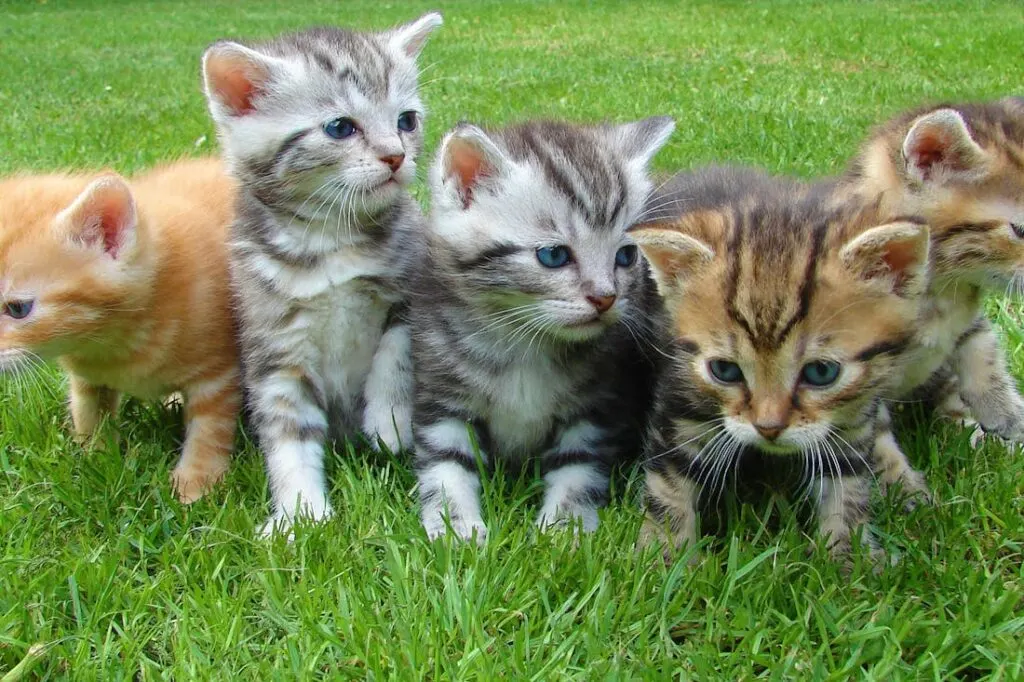 Five kittens standing next to each other in the grass
