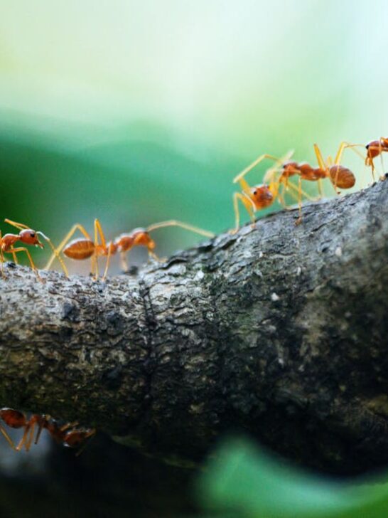 Fire ants walking an a tree limb. Choosing the right pest control service can help control unwanted insects in your yard and home.