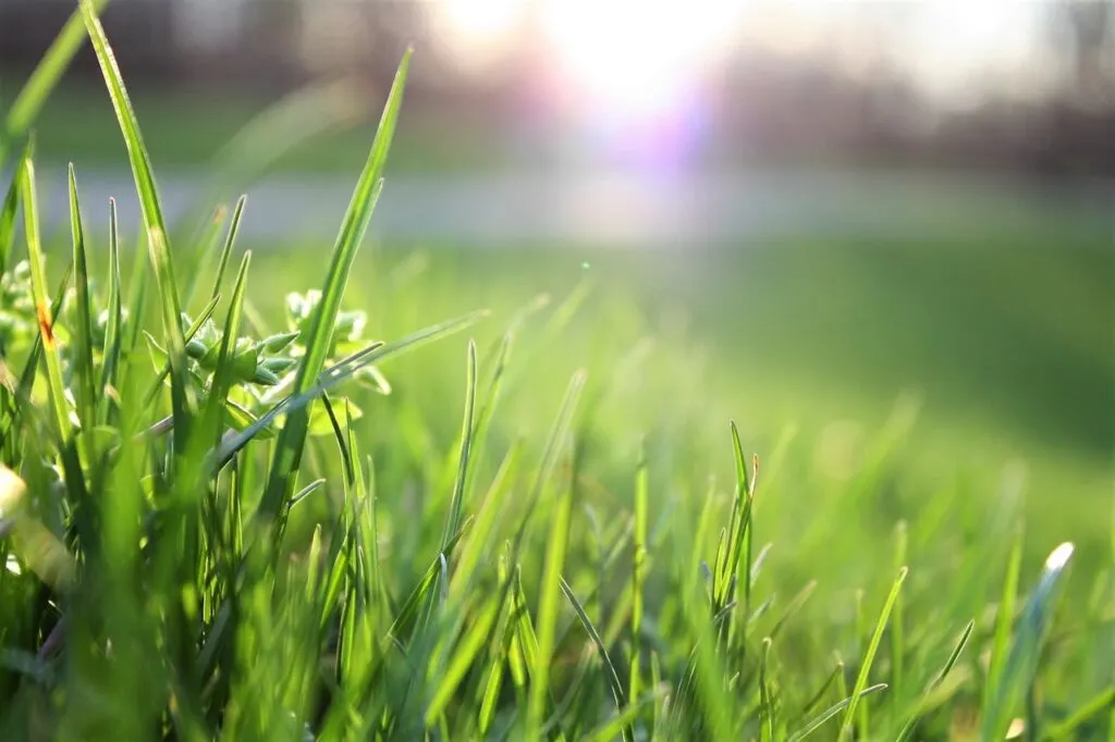 close up of healthy grass