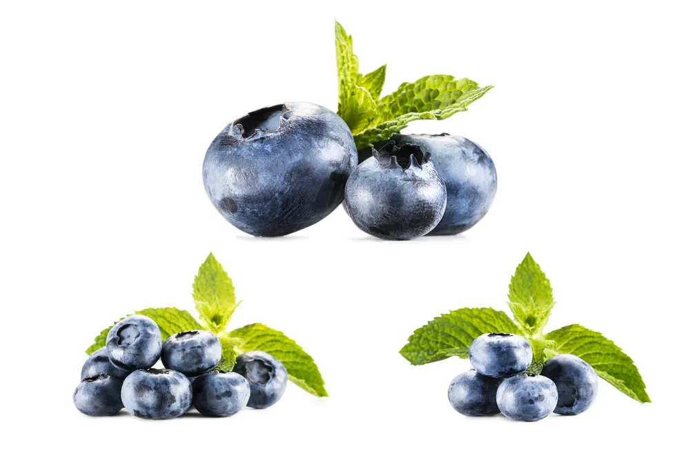 Collage with blueberries on white — Photo