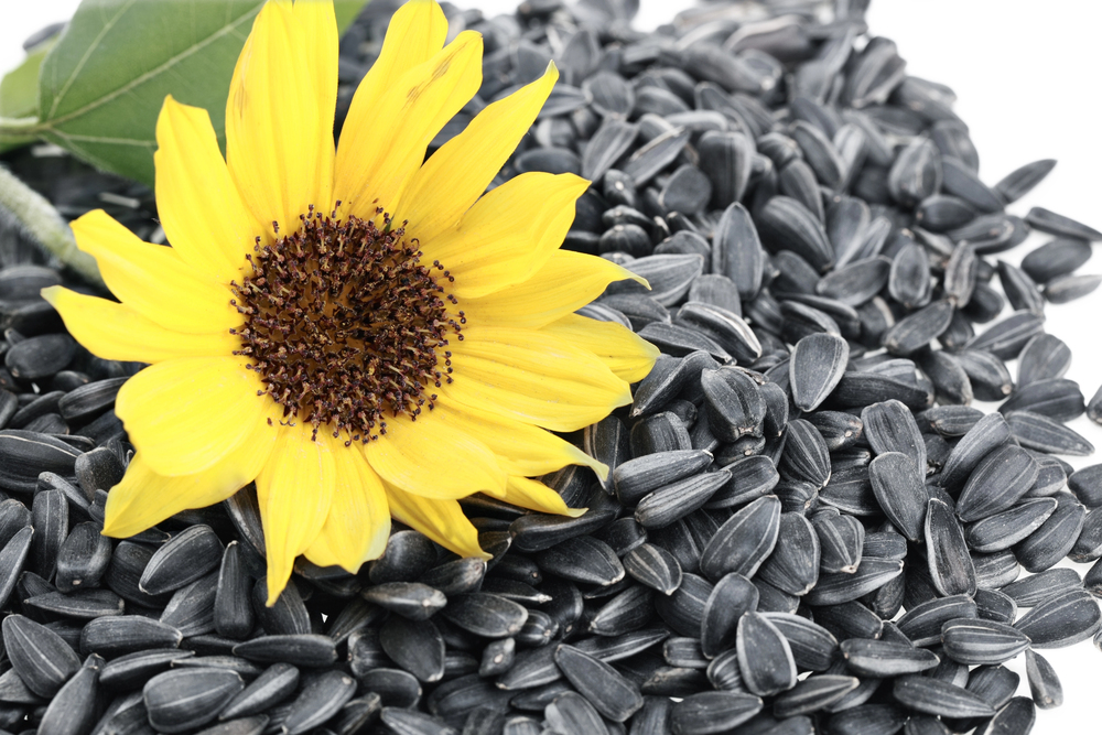 Sunflower seeds — Photo