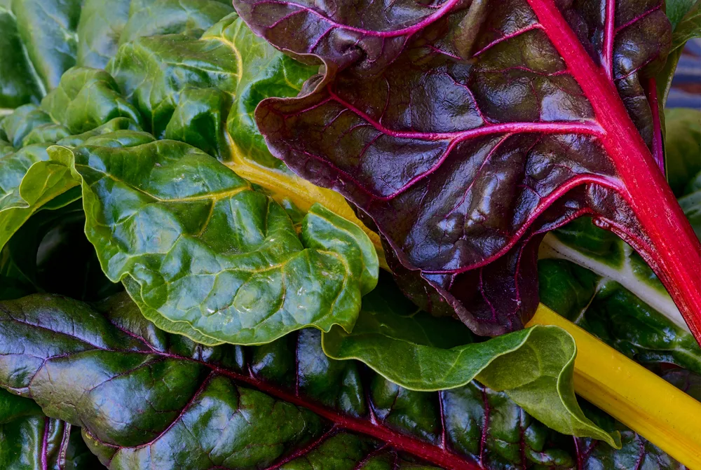 Colorful Chard