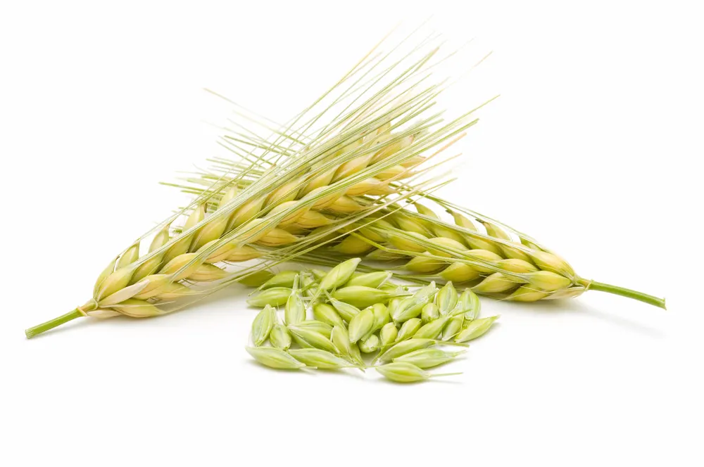 Barley — Photo