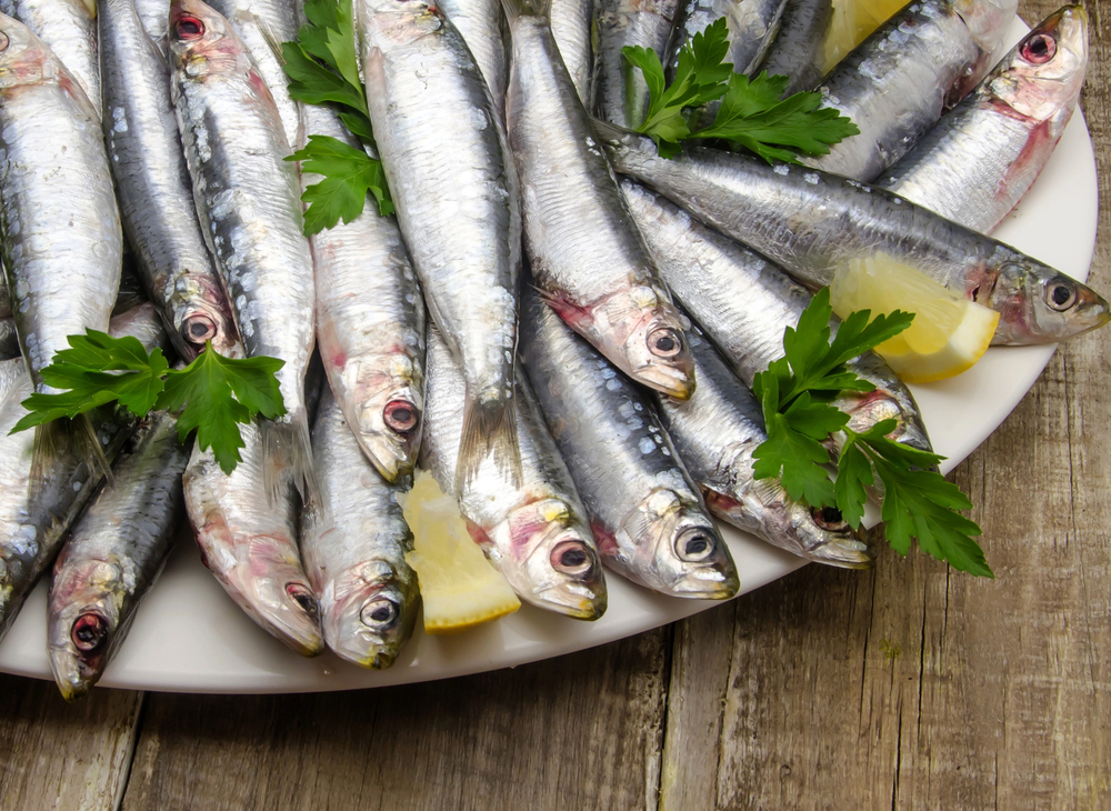Fresh sardines — Photo