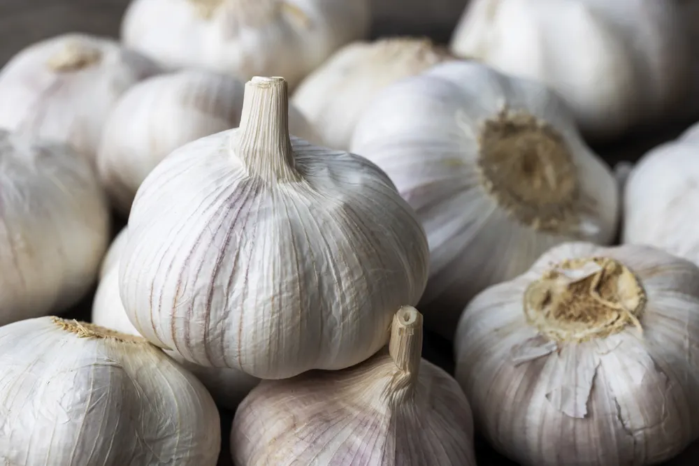 Closeup fresh garlic bulbs on wooden table.