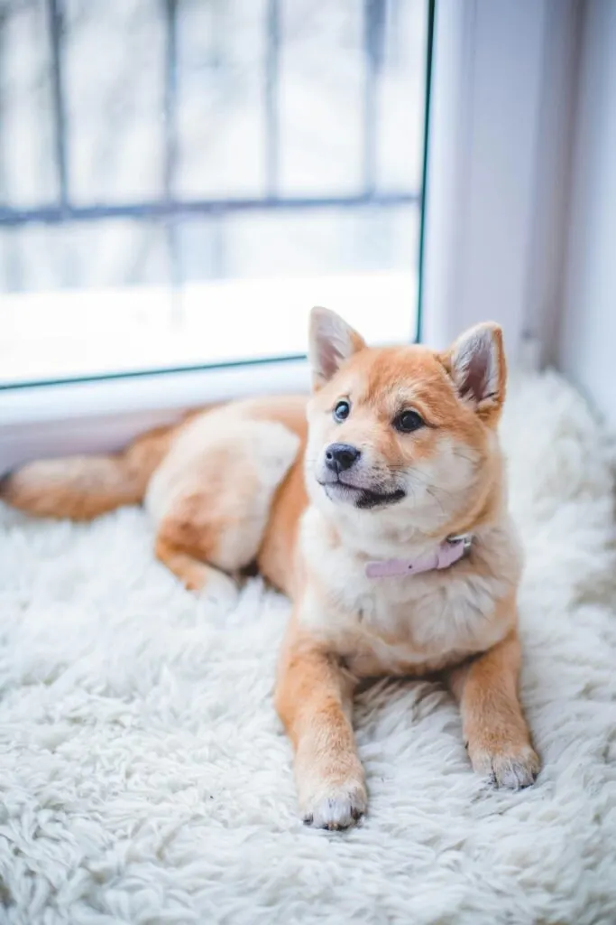 An orange and white puppy on a white rug. Maintenance requirements is one thing you need to consider when adopting a puppy.