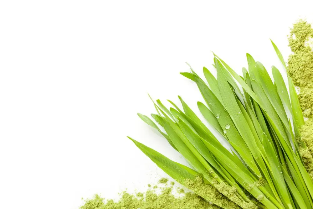 Barley — Stock Photo, Image