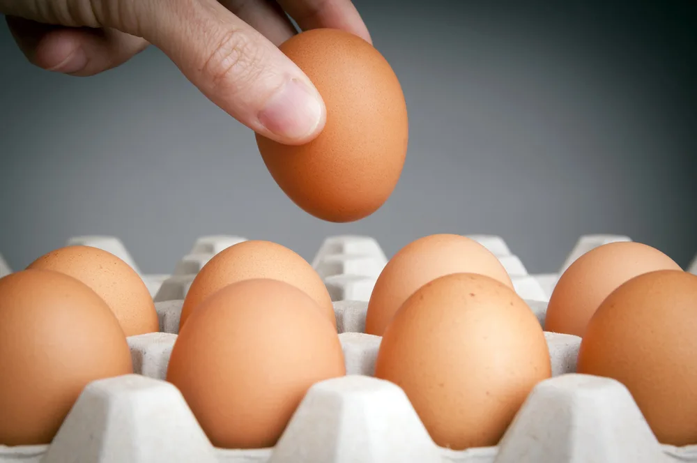 Hand Picking Eggs — Photo