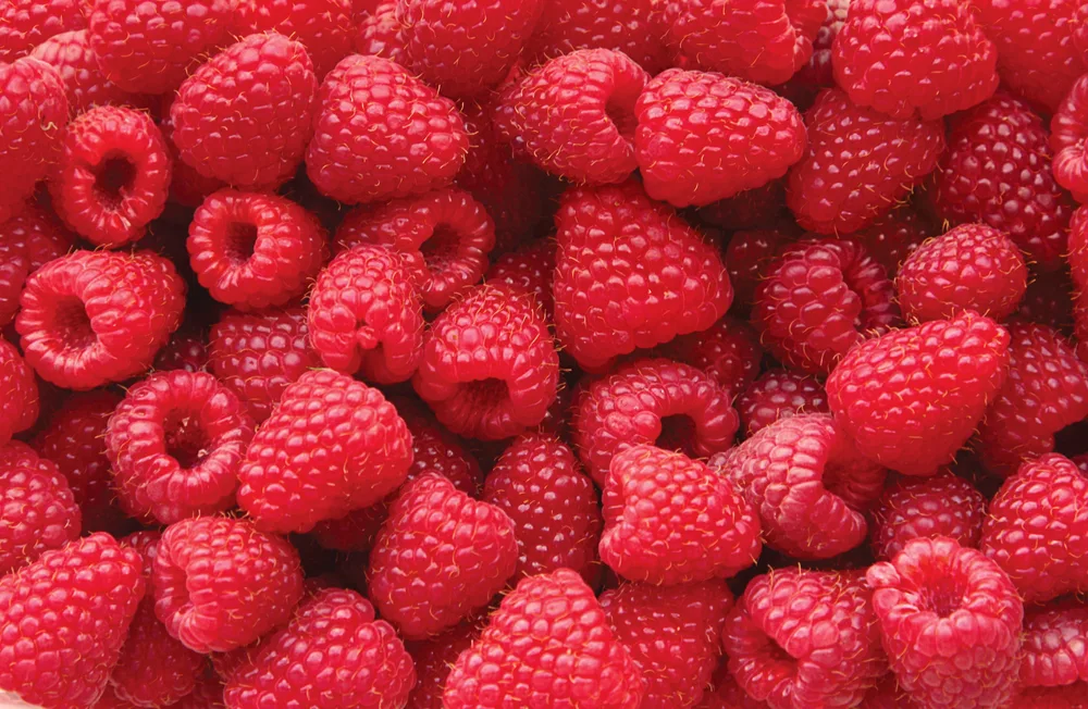 Sweet raspberry — Photo
