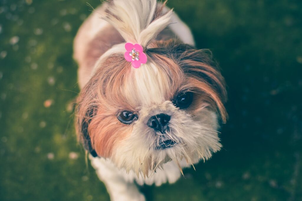 A cute tan and white dog with its fur in a ponytail on top of its head
