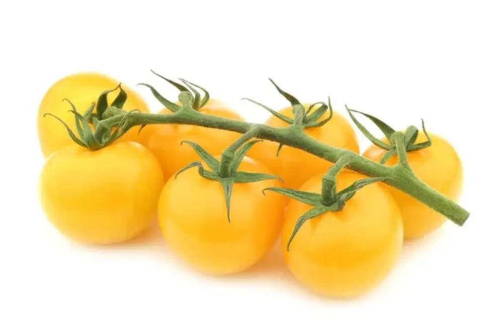 Remove BG Save Share Sample Fresh yellow "tasty tom" tomatoes on the vine — Photo