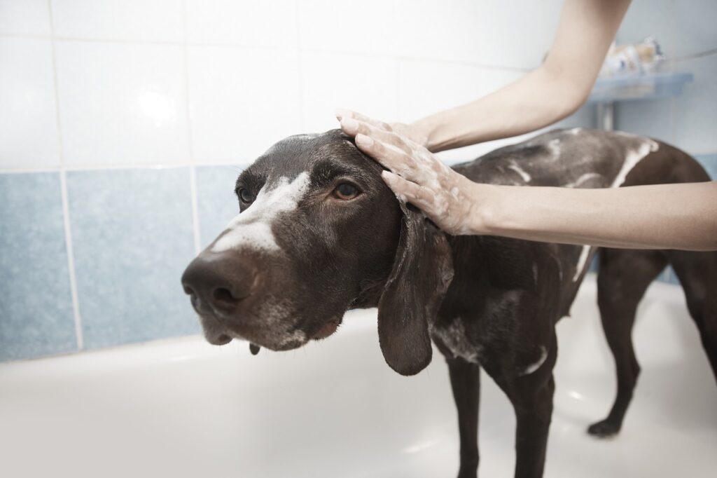 A brown dog being bathed in a tub, a key part of regular grooming and hygiene for your dog