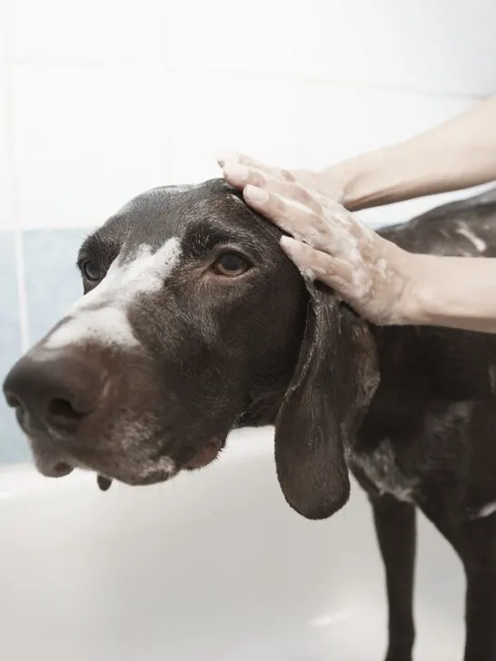 A brown dog being bathed in a tub, a key part of regular grooming and hygiene for your dog
