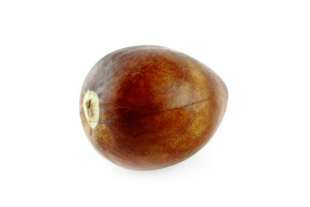 Avocado Seed