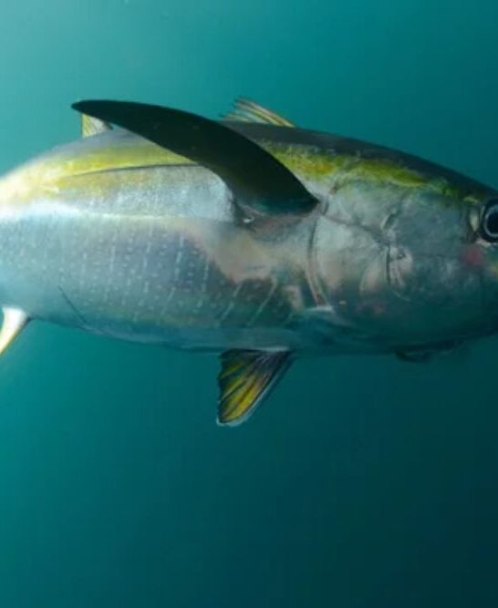 Yellowfin tuna fish caught in ocean with blue lure in its mouth — Stock Photo, Image