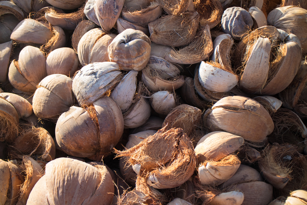 Discarded coconut husks — Stock Photo, Image