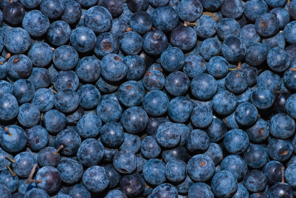 Ripe Huckleberries background — Photo