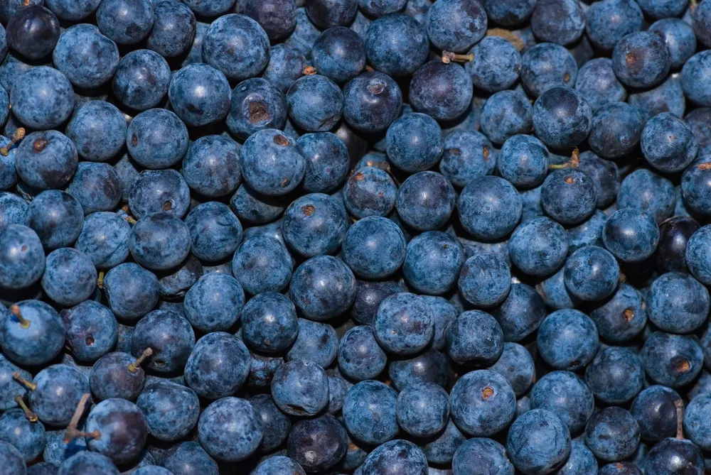 Ripe Huckleberries background — Photo