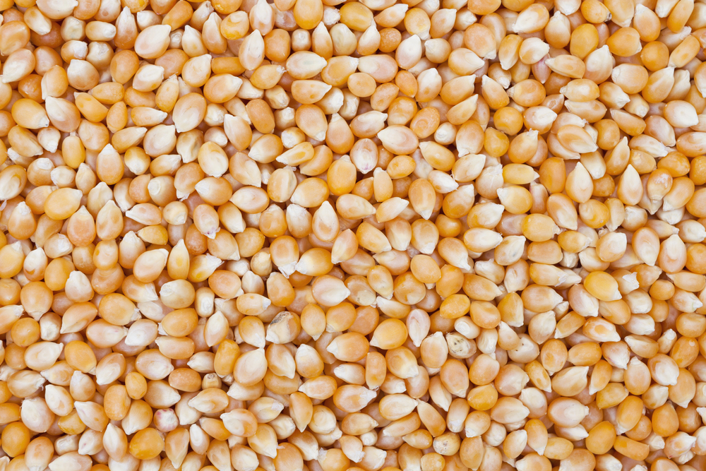 Popcorn Kernels Background — Photo