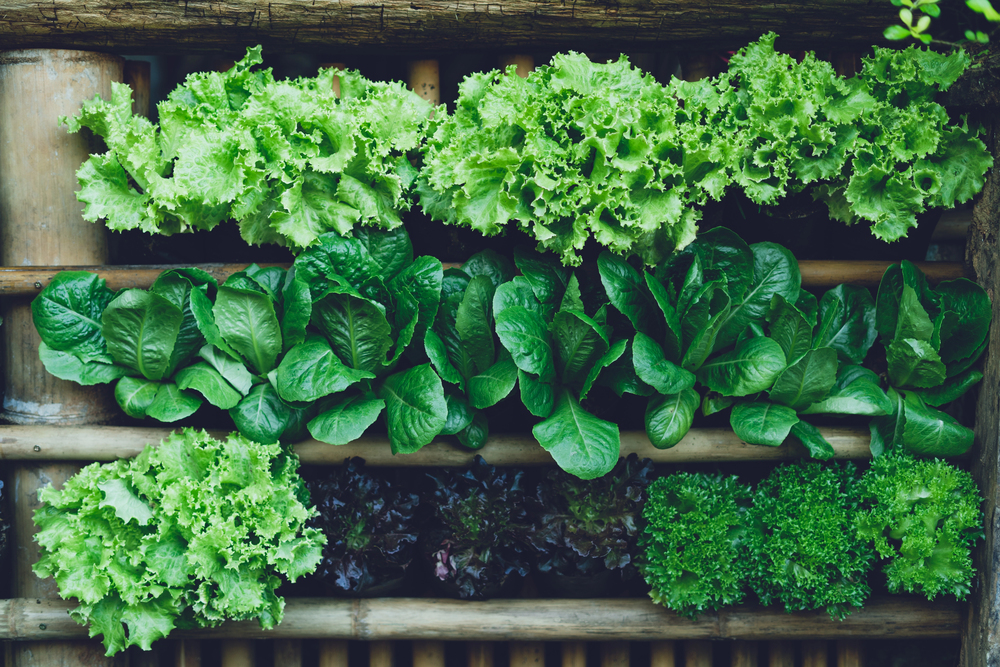Background Leaf Vegetable Green Fresh — Stock Photo, Image