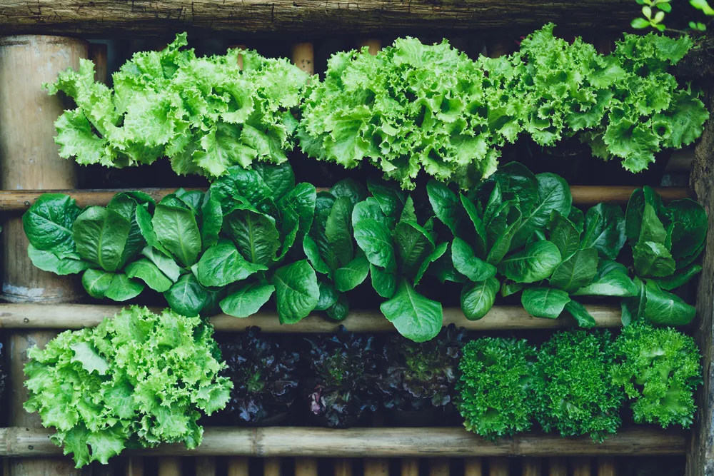 Background Leaf Vegetable Green Fresh — Stock Photo, Image