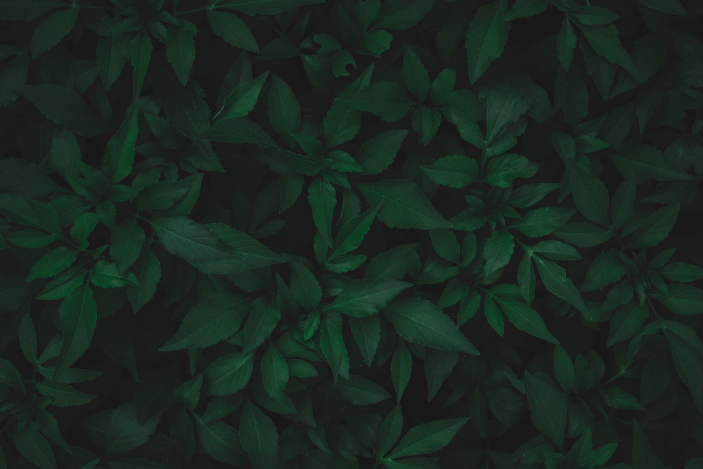 Green leaves pattern background. sweet potato leaves nature dark — Stock Photo, Image