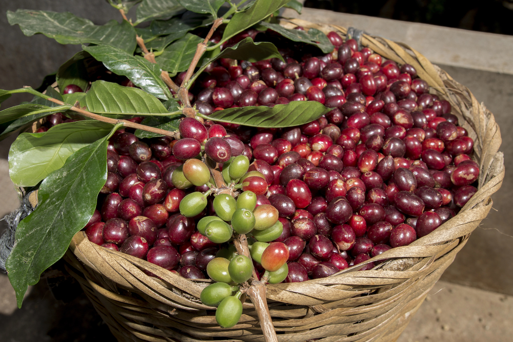 Wicker Full Delicious Coffee Berries Branch Bunch Cherries — Stock Photo, Image