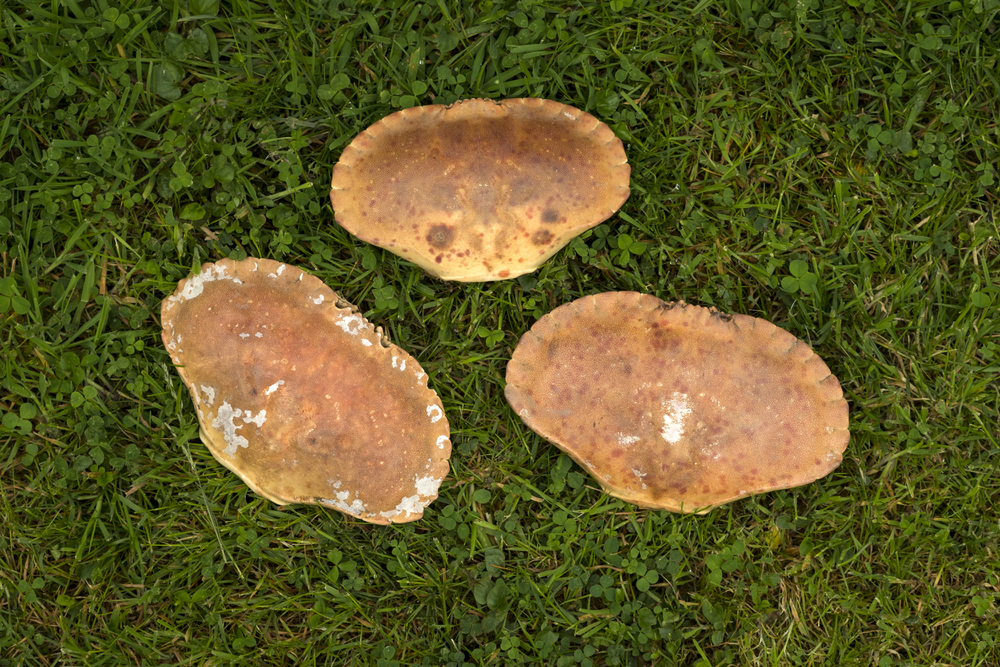 Three Empty Crab Shells Grass — Stock Photo, Image