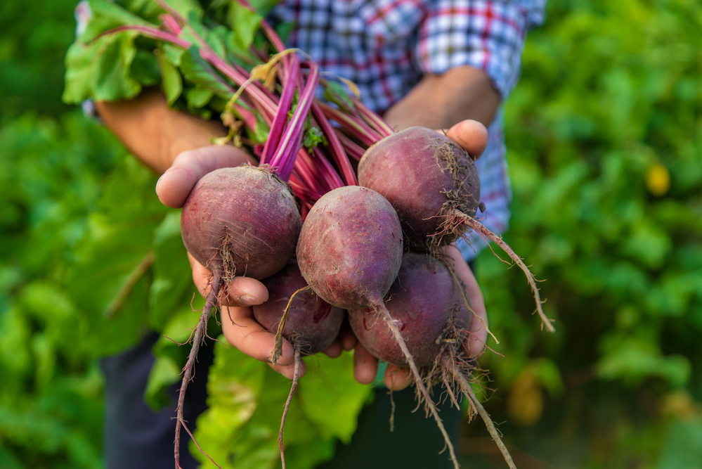 A man farmMan Farmer Holds Beets His Hands Selective Focus Nature — Stock Photo, Image